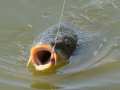 1_preisfischen_2014_landsee_022
