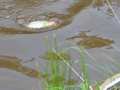 2_preisfischen_2014_langental_024