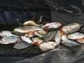 2_preisfischen_2014_langental_056