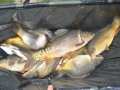 2017-09-10_Preisfischen_Oberpullendorf_039